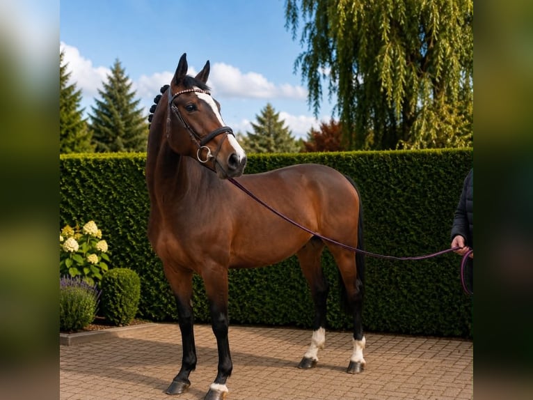 Holstein Gelding 3 years 16.1 hh Brown in ROGOWNICA