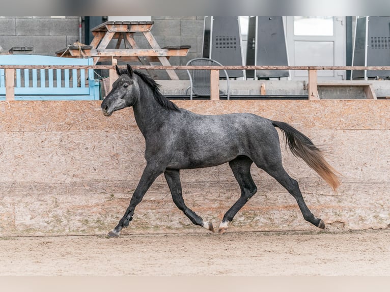 Holstein Gelding 3 years 16,1 hh Gray in Zduchovice