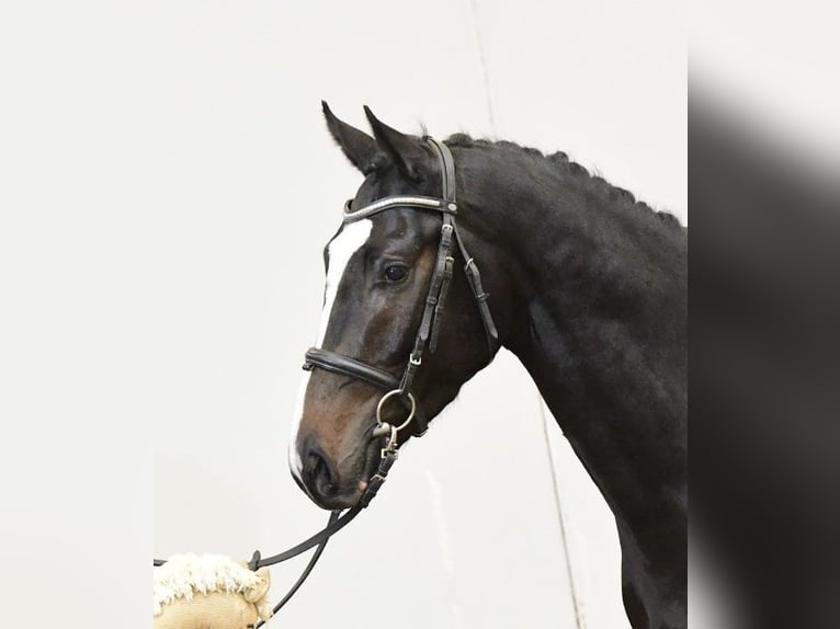 Holstein Gelding 3 years 16,1 hh Smoky-Black in Ahrensbök