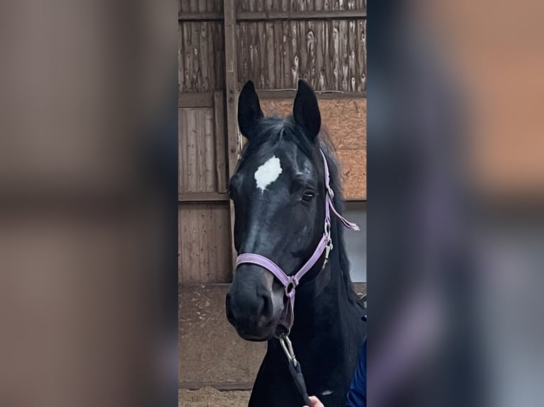 Holstein Gelding 3 years 16,1 hh Smoky-Black in Hamburg Osdorf