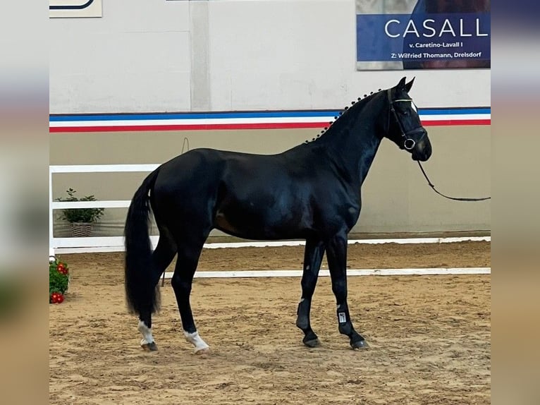 Holstein Gelding 3 years 16,1 hh Smoky-Black in Hamburg Osdorf