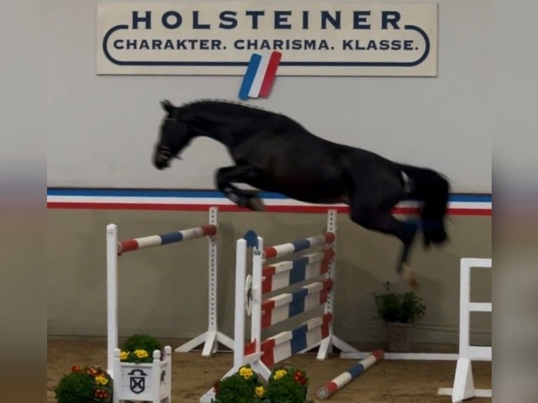 Holstein Gelding 3 years 16,1 hh Smoky-Black in Hamburg Osdorf