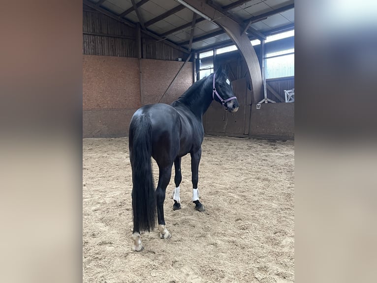 Holstein Gelding 3 years 16,1 hh Smoky-Black in Hamburg Osdorf