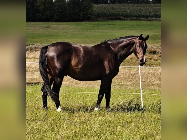 Holstein Gelding 3 years 16,2 hh Bay-Dark in Boxberg