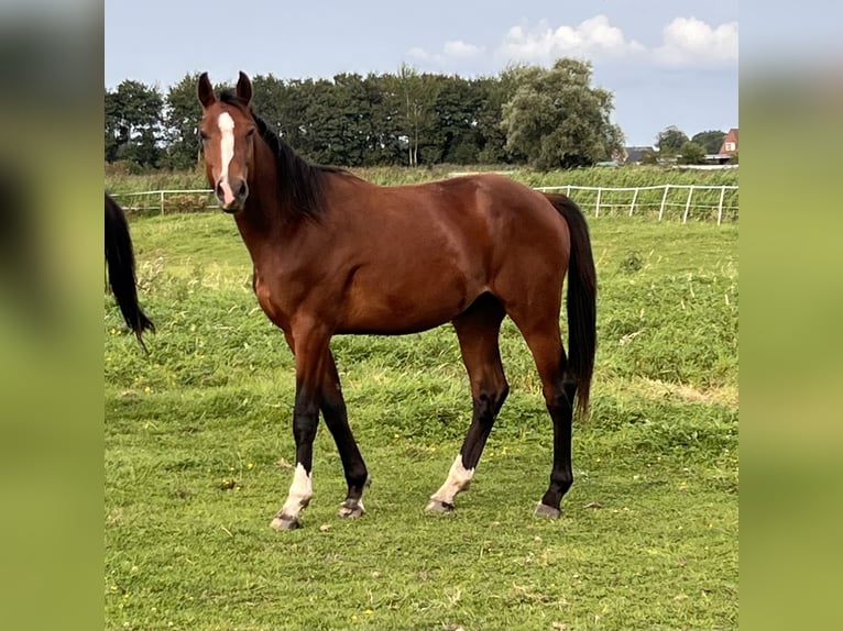 Holstein Gelding 3 years 16,2 hh Brown in Averlak