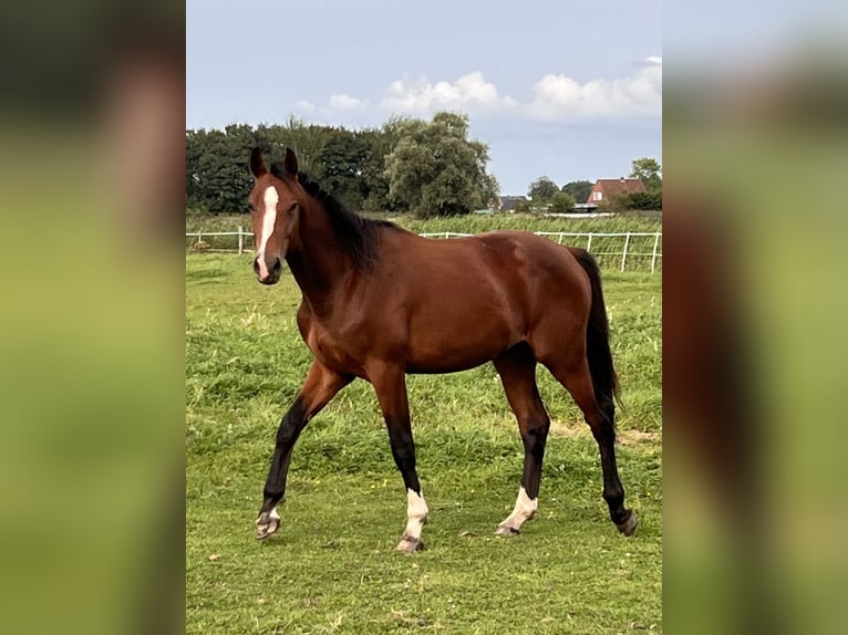 Holstein Gelding 3 years 16,2 hh Brown in Averlak