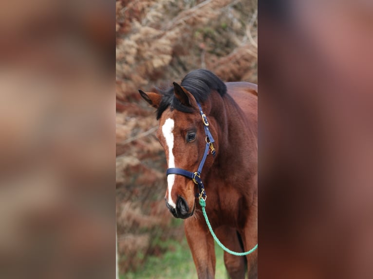 Holstein Gelding 3 years 16,2 hh Brown in Békésszentandrás