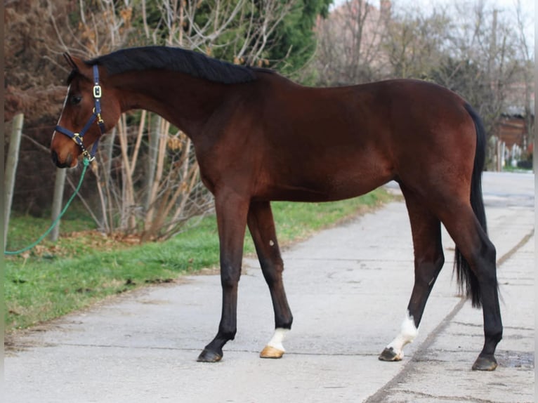 Holstein Gelding 3 years 16,2 hh Brown in Békésszentandrás