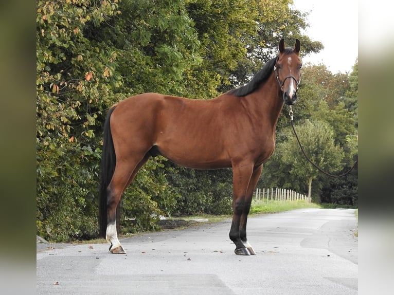 Holstein Gelding 3 years 16,2 hh Brown in Verl