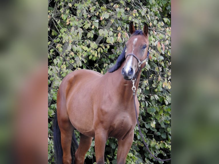 Holstein Gelding 3 years 16,2 hh Brown in Verl