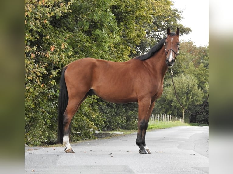 Holstein Gelding 3 years 16,2 hh Brown in Verl