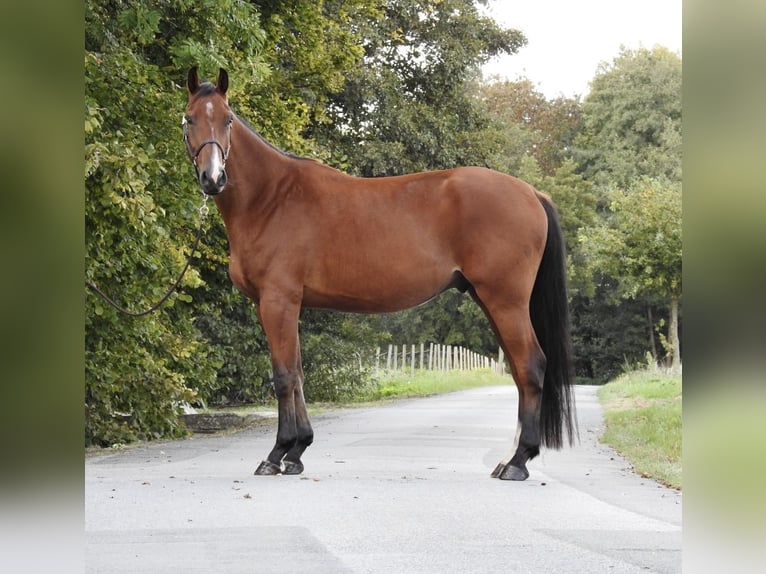 Holstein Gelding 3 years 16,2 hh Brown in Verl