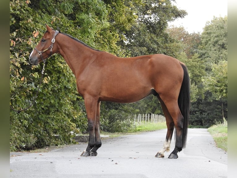 Holstein Gelding 3 years 16,2 hh Brown in Verl