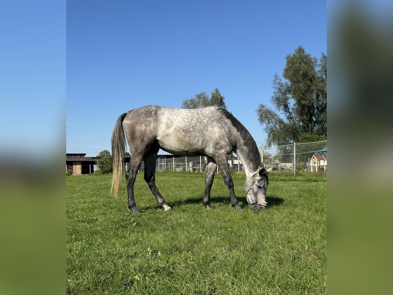 Holstein Gelding 3 years 16,2 hh Gray-Dapple in Illertissen