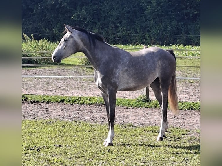 Holstein Gelding 3 years 16.2 hh Grey in Goldenbek