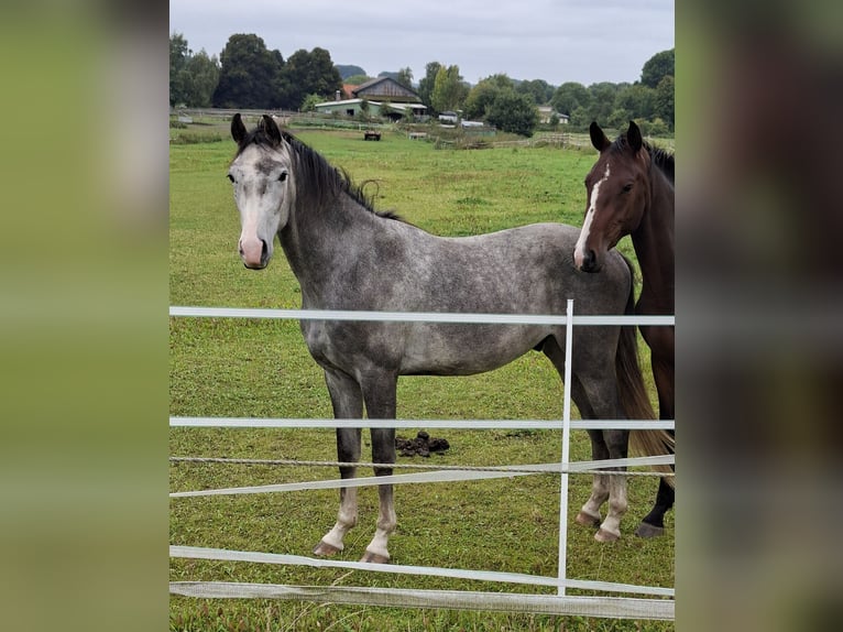Holstein Gelding 3 years 16.2 hh Grey in Goldenbek
