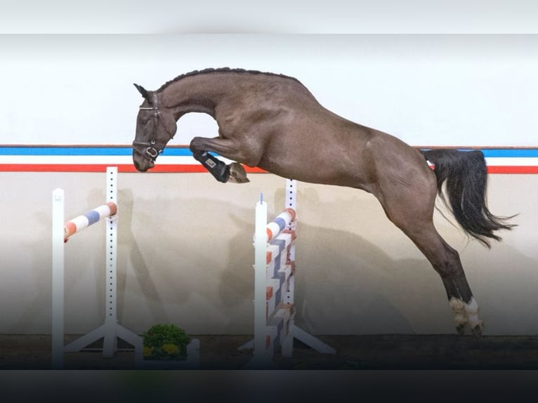 Holstein Gelding 3 years 16 hh Bay-Dark in Borsfleth Holstein Gelding 3 years 16 hh Bay-Dark in Borsfleth