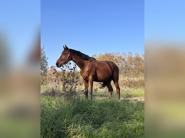 Holstein Gelding 3 years 16 hh Bay in Cerovski Vrh