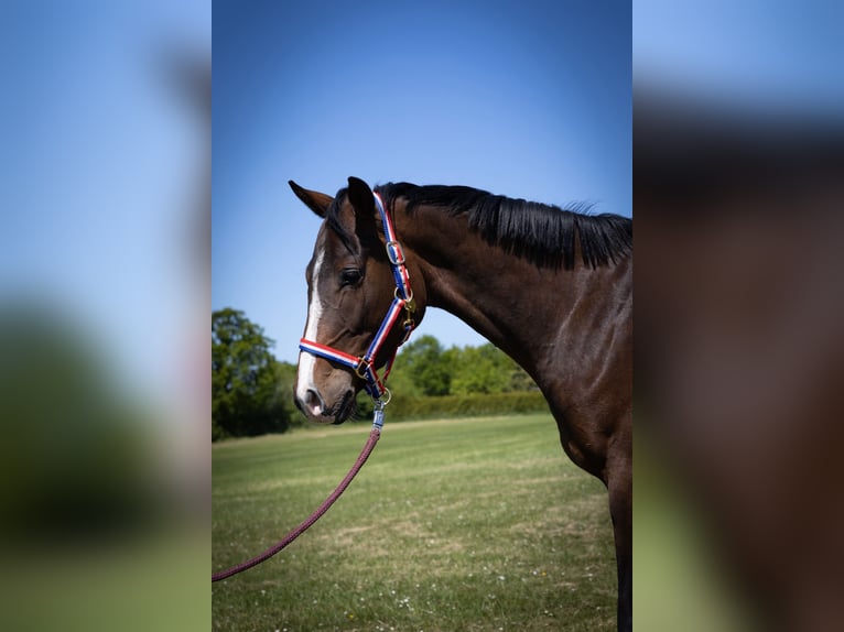 Holstein Gelding 3 years 16 hh Brown in Schönwalde am Bungsberg
