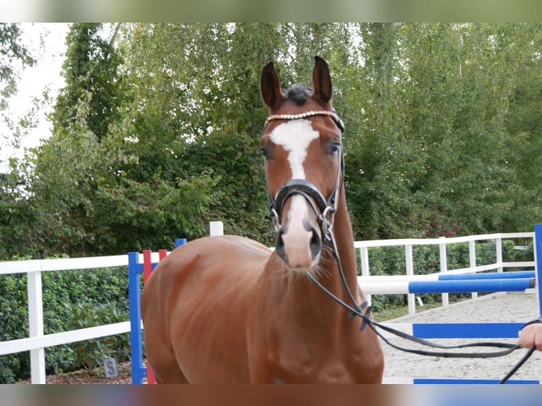 Holstein Gelding 3 years 16 hh Brown in Bocholt