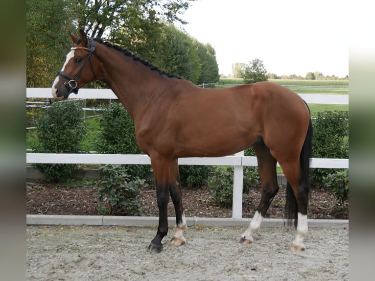 Holstein Gelding 3 years 16 hh Brown in Bocholt