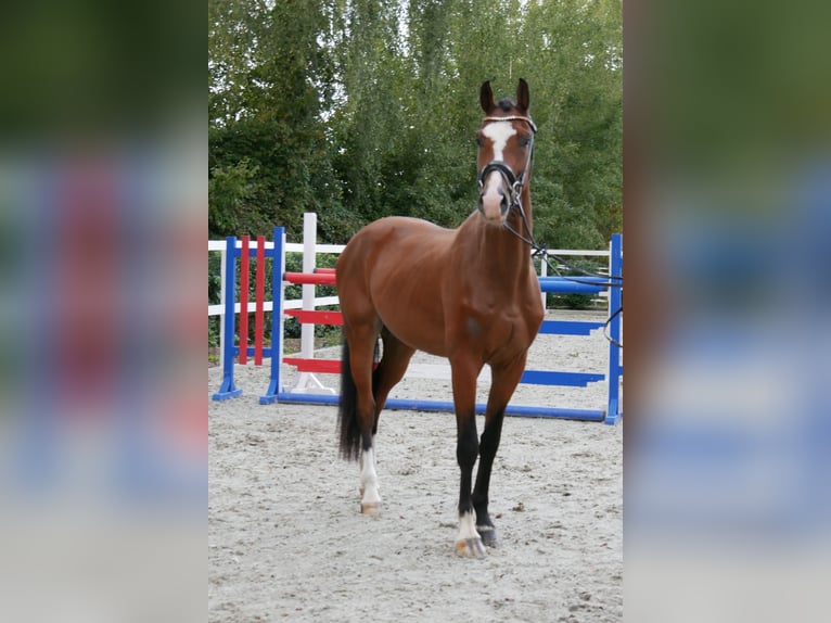 Holstein Gelding 3 years 16 hh Brown in Bocholt