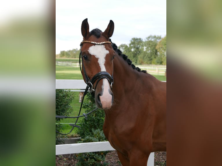 Holstein Gelding 3 years 16 hh Brown in Bocholt