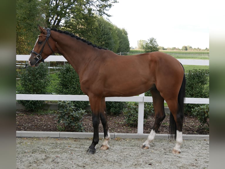 Holstein Gelding 3 years 16 hh Brown in Bocholt