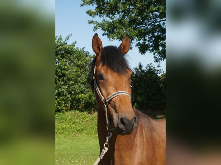 Holstein Gelding 3 years 16 hh Brown in Bargenstedt