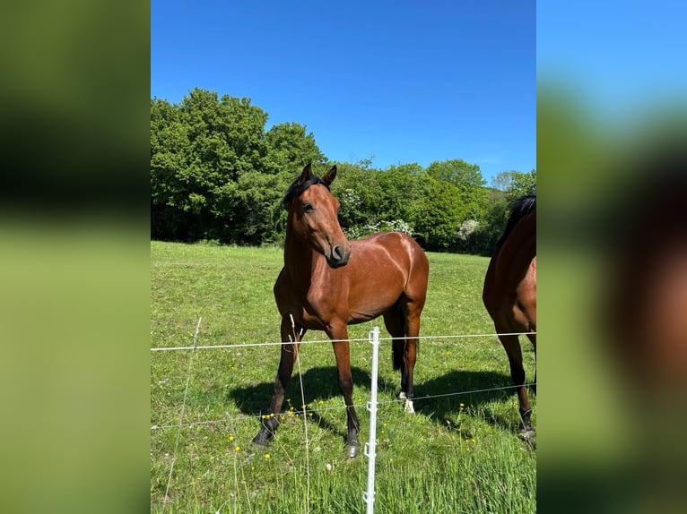 Holstein Gelding 3 years 16 hh Brown in Vacha Holstein Gelding 3 years 16 hh Brown in Vacha