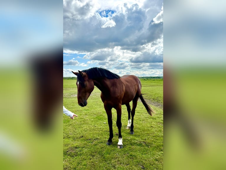 Holstein Gelding 3 years 16 hh Brown in Mildstedt