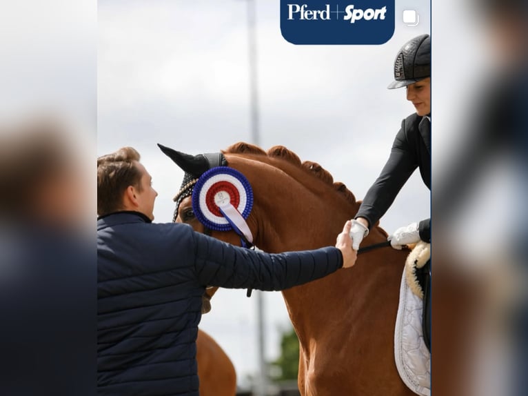 Holstein Gelding 3 years 16 hh Chestnut-Red in Berne