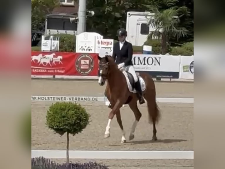 Holstein Gelding 3 years 16 hh Chestnut-Red in Berne