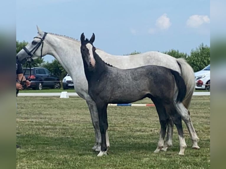 Holstein Gelding 3 years 16 hh Gray in Bühlerzell