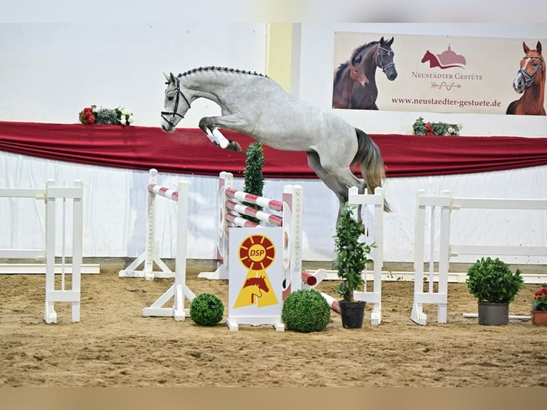 Holstein Gelding 3 years 16 hh Gray in Steimke