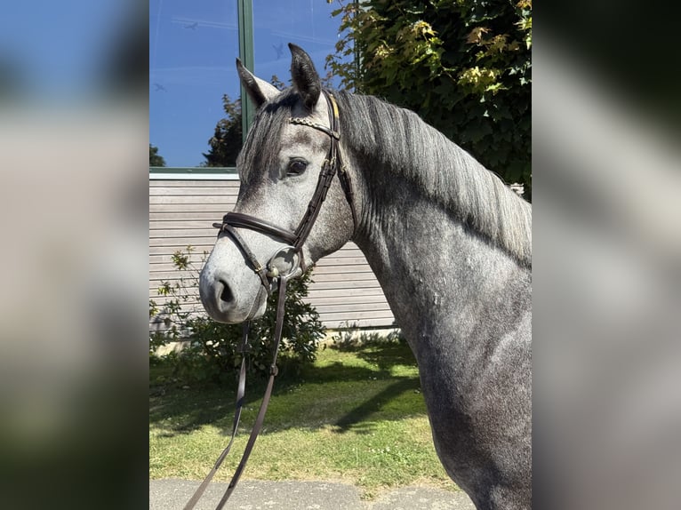 Holstein Gelding 3 years 16 hh Grey-Blue-Tan in BokseeSchönhorst