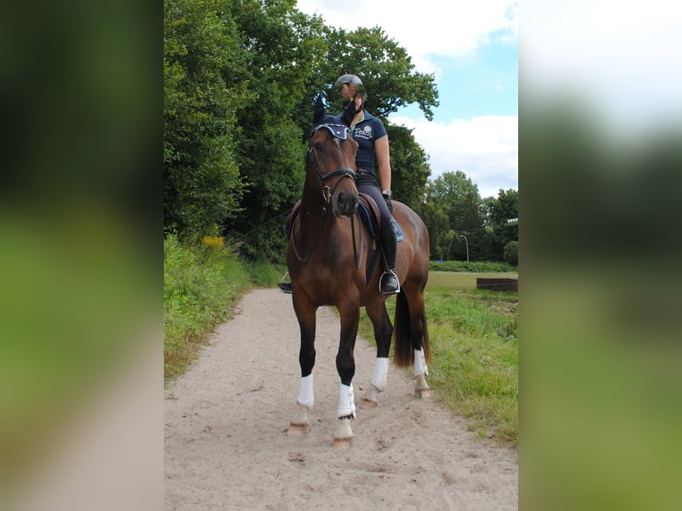 Holstein Gelding 3 years 16,1 hh Bay-Dark in Uetersen