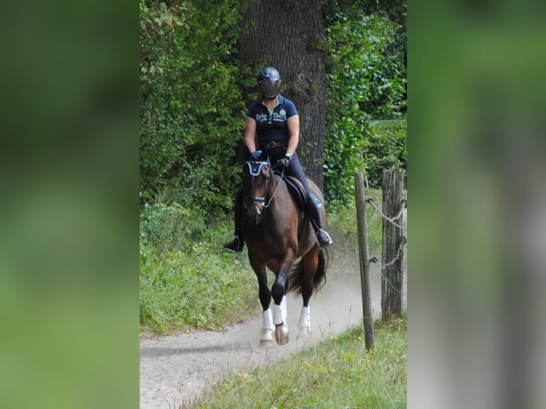 Holstein Gelding 3 years 16,1 hh Bay-Dark in Uetersen