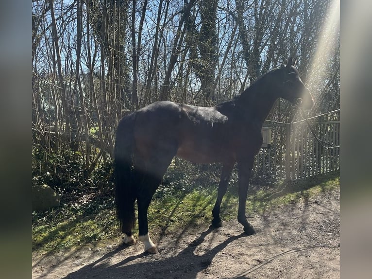Holstein Gelding 3 years 16,1 hh Bay-Dark in Postfeld