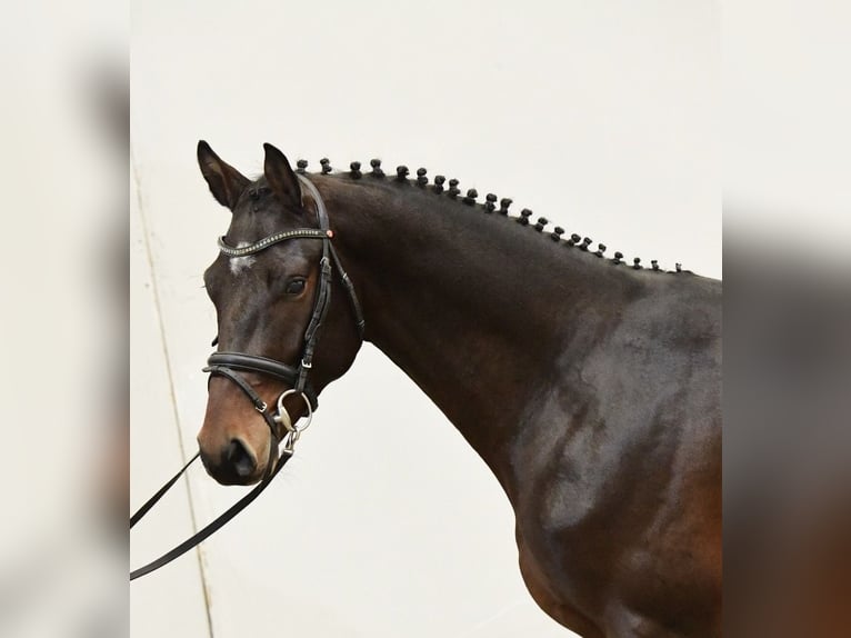 Holstein Gelding 3 years 16,1 hh Bay-Dark in Postfeld
