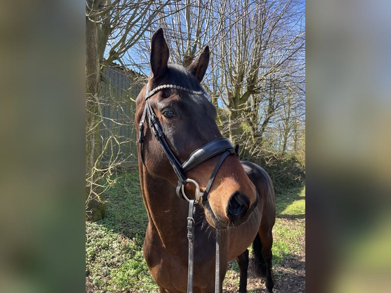 Holstein Gelding 3 years 16,1 hh Bay-Dark in Postfeld