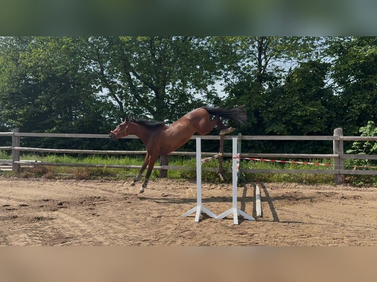 Holstein Gelding 3 years 16,1 hh Brown in Niendorf