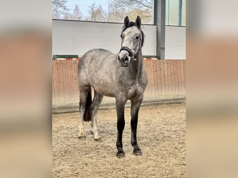 Holstein Gelding 3 years 16,1 hh Grey in Oersdorf