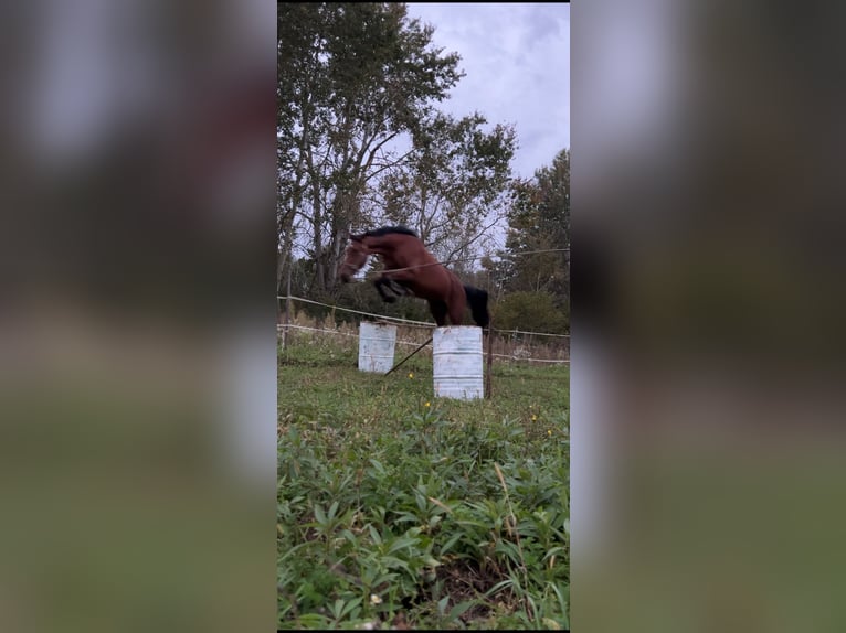 Holstein Gelding 3 years 16,2 hh Bay in Cerovski Vrh