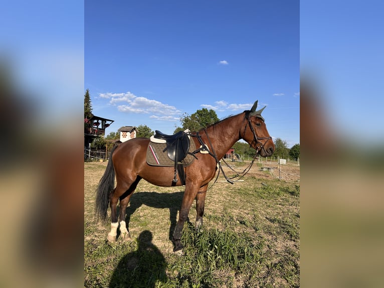 Holstein Gelding 3 years 16,2 hh Bay in Cerovski Vrh