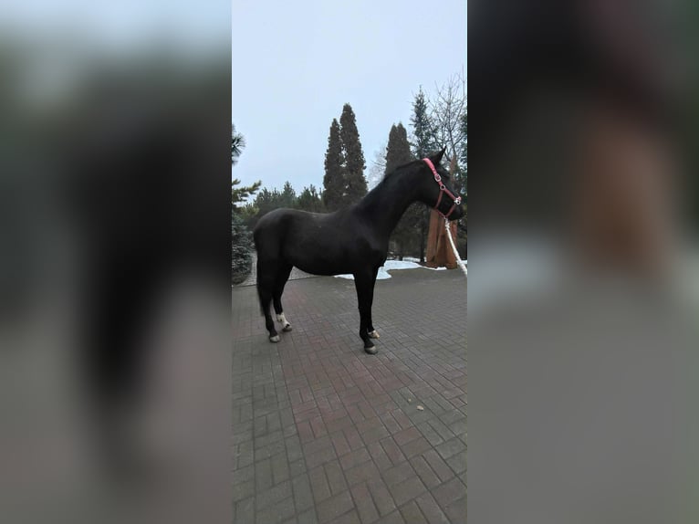 Holstein Gelding 3 years 16,2 hh Black in Wroblowice