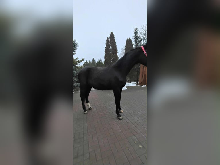 Holstein Gelding 3 years 16,2 hh Black in Wroblowice