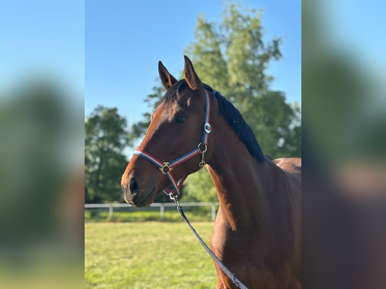 Holstein Gelding 3 years 16,2 hh Brown in Diepholz