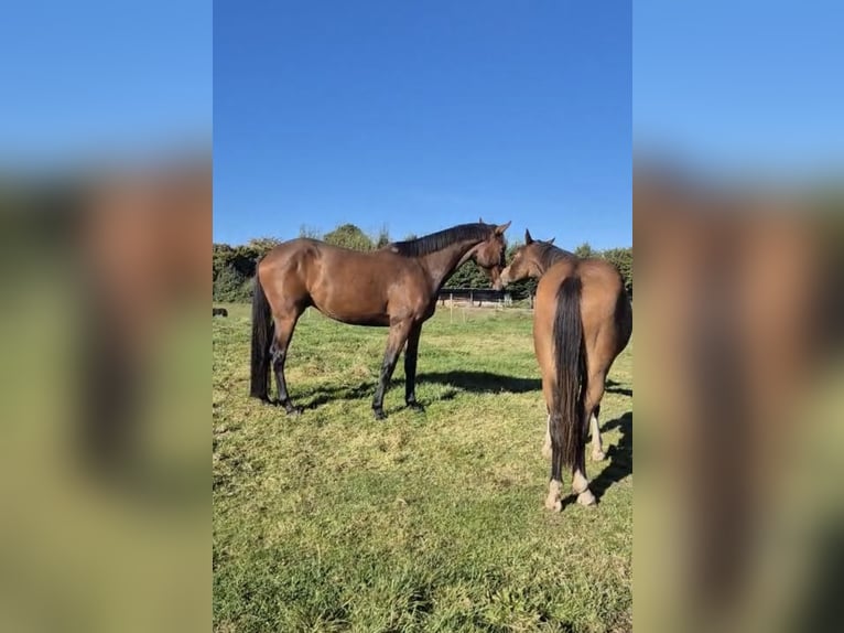 Holstein Gelding 3 years 16,2 hh Brown in Sch&#xFC;lp bei NortorfD&#xE4;tgen