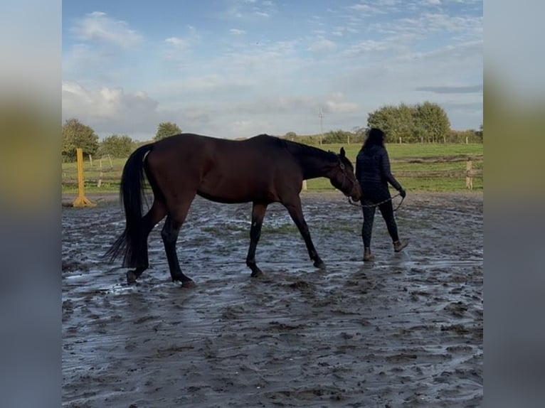 Holstein Gelding 3 years 16,2 hh Brown in Sch&#xFC;lp bei NortorfD&#xE4;tgen